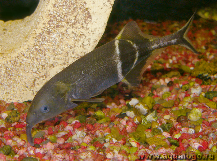 (Gnathonemus Gill, 1863) Род ГНАТОНЕМУСЫ, ГНАТОНЕМЫ 4 вида